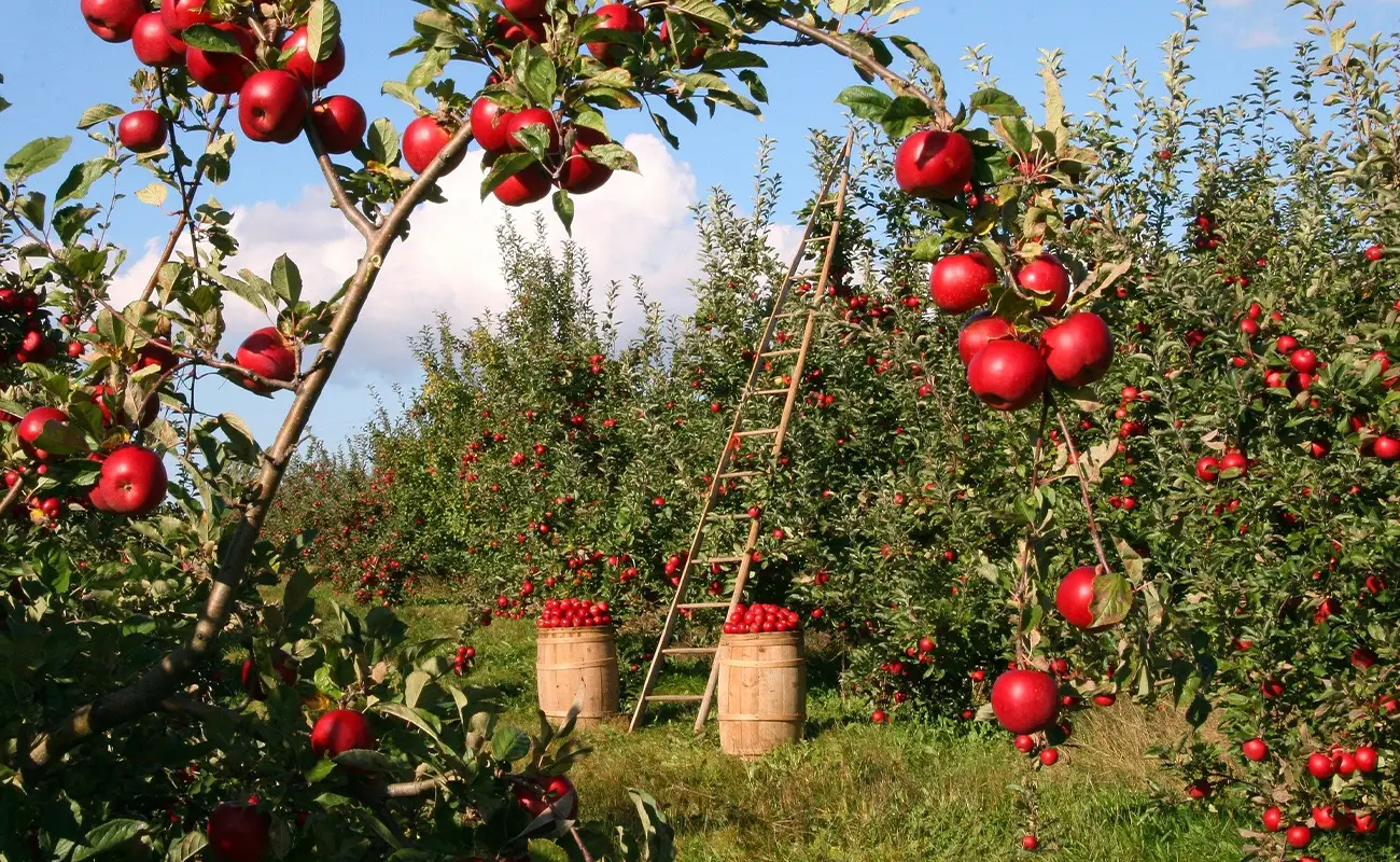 teiancher_blog_apfel_plantage