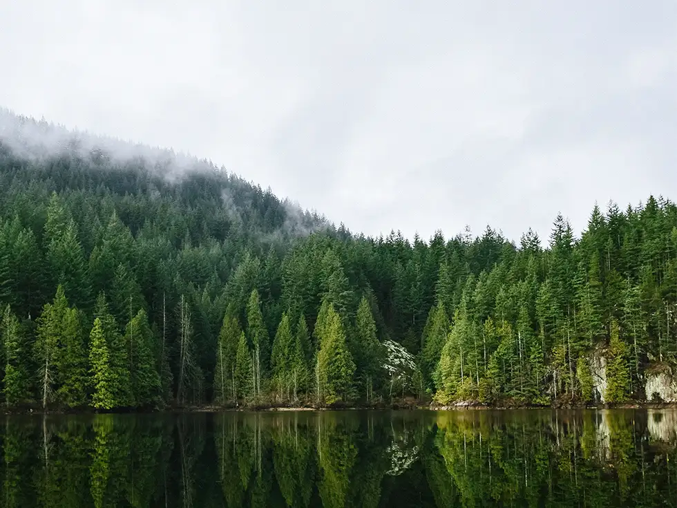 Dicht bewaldete grüne Tannen im Nebel, spiegeln sich in einem ruhigen See