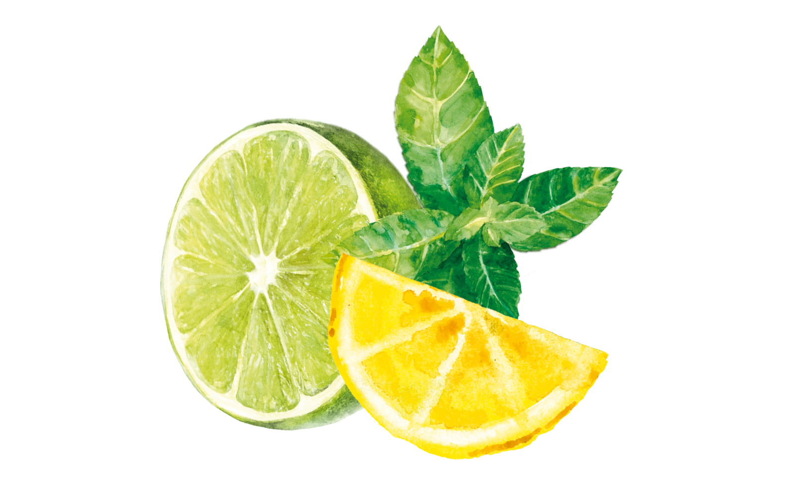 teinacher-blog-mocktail-magie-schritt-08-saeure-bringt-die-balance Illustration von Limettenscheibe, Orangenschnitz und frischer Minze als Zutaten für erfrischende Mocktails.