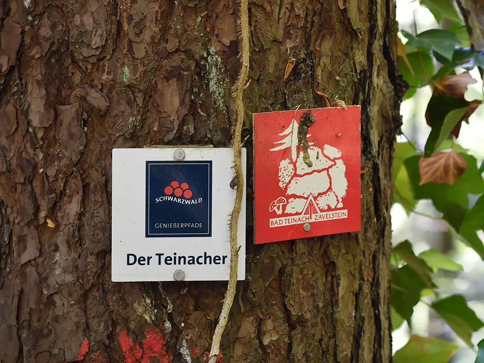 Wegweiser für den Genießerpfad Der Teinacher an einem Baum im Schwarzwald
