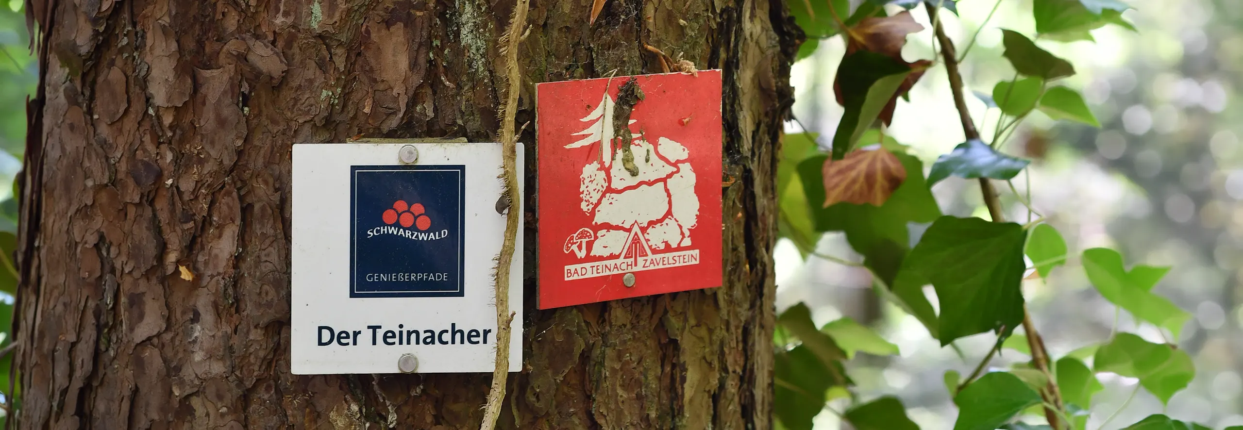 Wegweiser für den Genießerpfad Der Teinacher an einem Baum im Schwarzwald