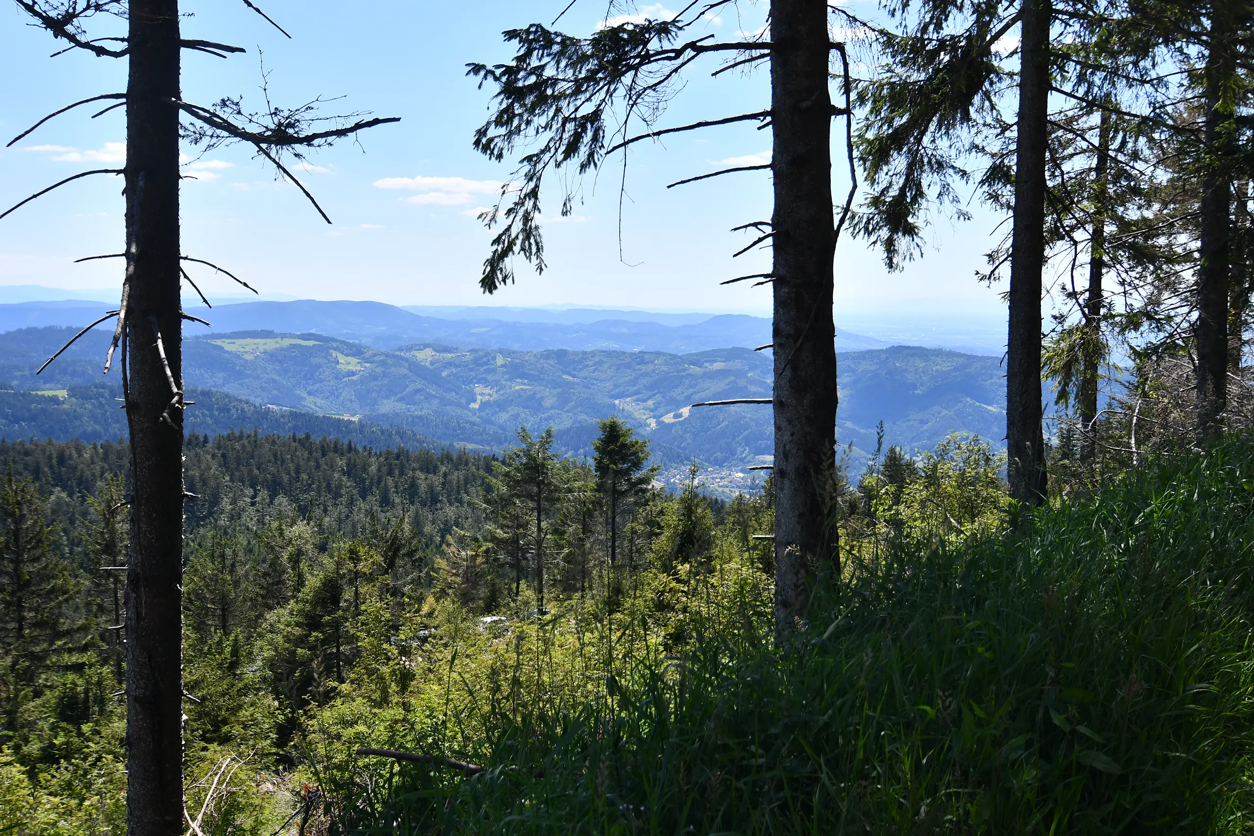 Ausblick durch Bäume auf die bewaldeten Hügel und Täler des Naturparks Schwarzwald