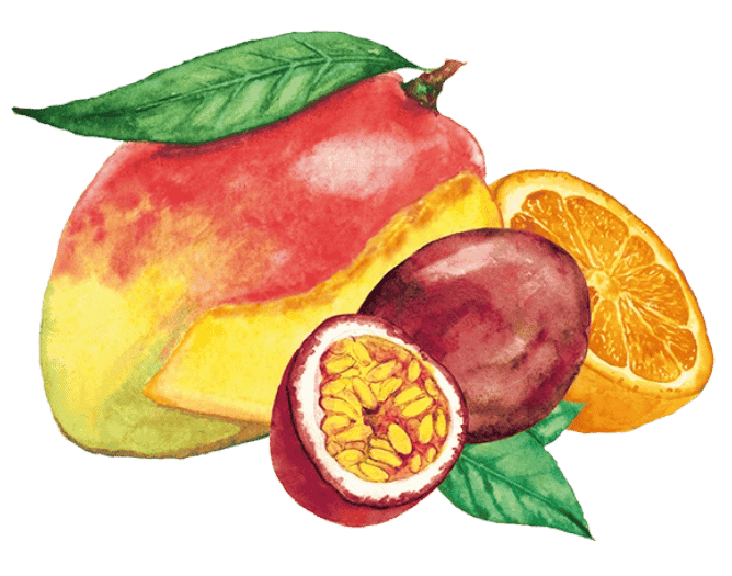 Aquarellillustration von Mango, Maracuja und Orange als natürliche Zutaten