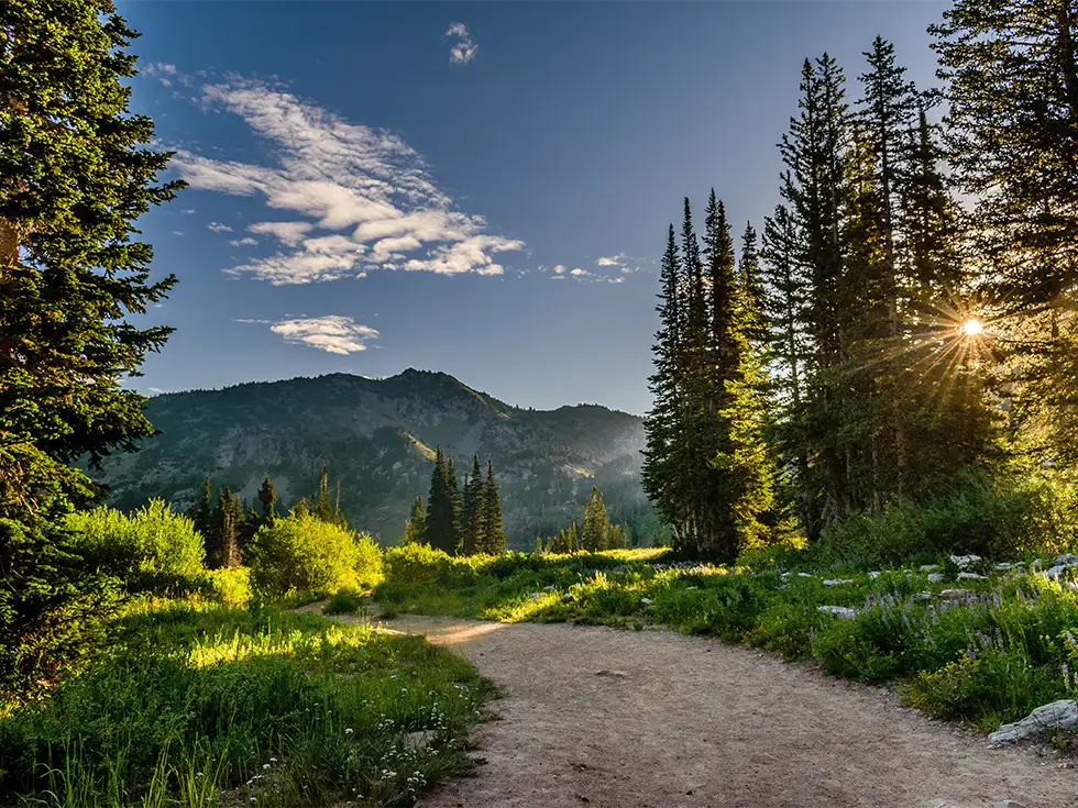 Sonnendurchflutete Waldlandschaft mit Bergen im Hintergrund und klarem Himmel