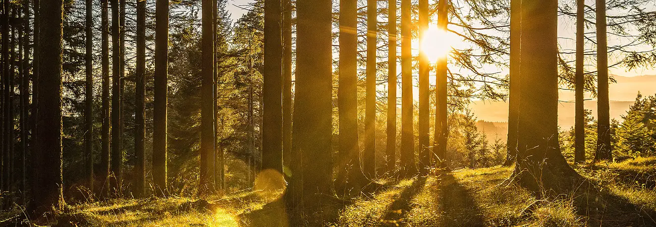 teinacher_blog_achtsam_leben_wald_header_bild
