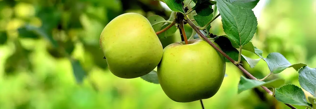 teinacher_blog_genuss_konzentrat_oder_direktsaft_header_bild_apfel