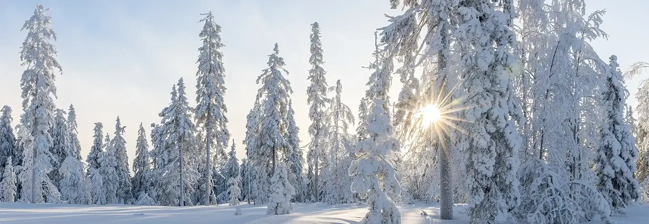 teinacher_blog_natur_und_umwelt__der_teinacher_natur_wald_header_bild