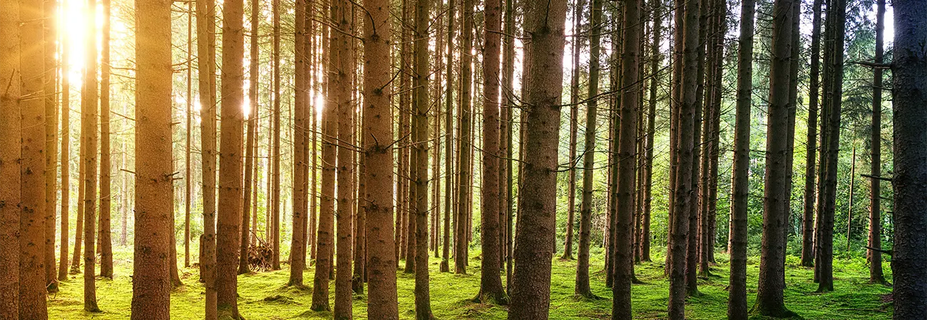 teinacher_blog_natur_und_umwelt__der_teinacher_wald_summer_header_bild
