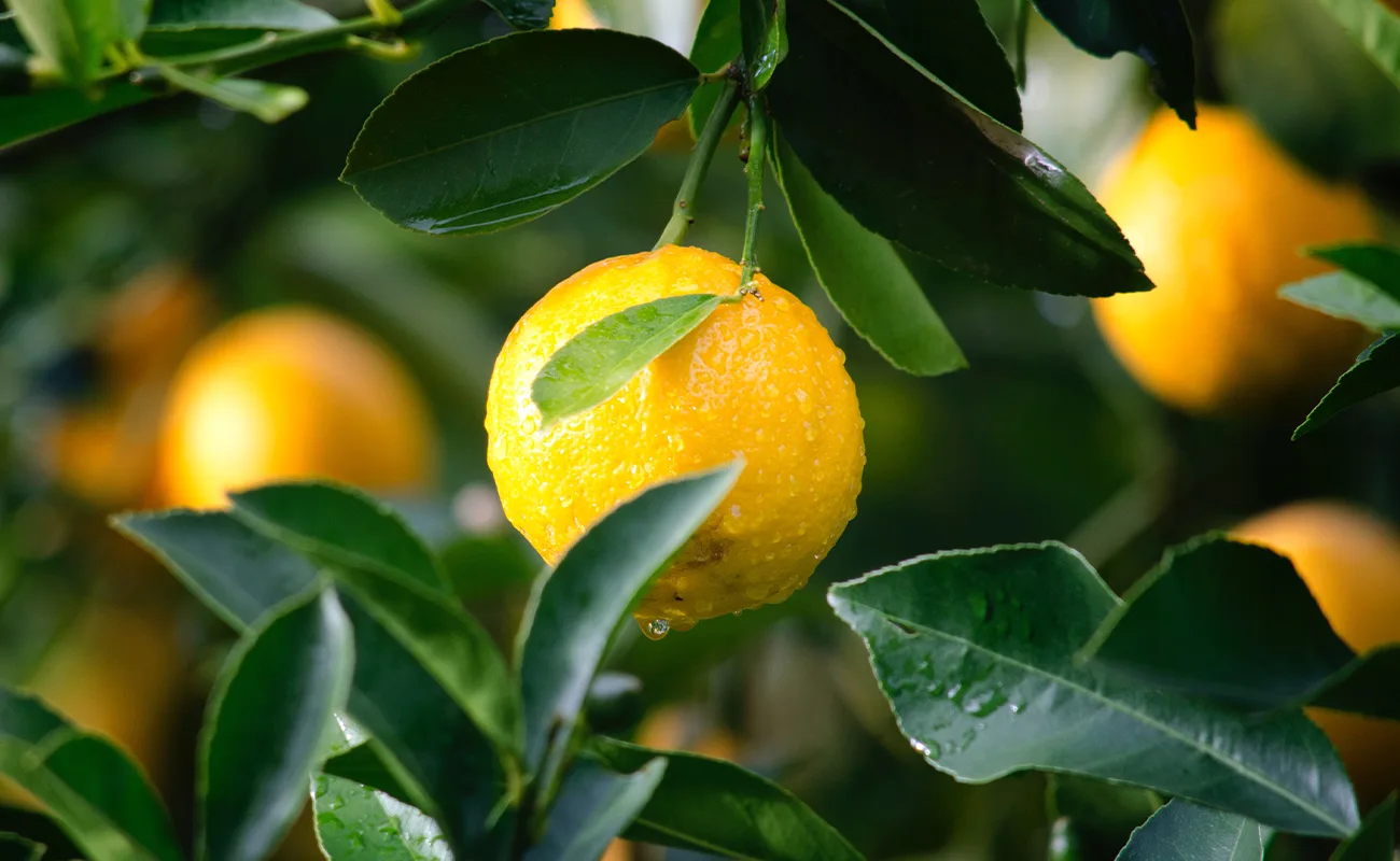 teinacher_blog_sommer_sonne_limonade