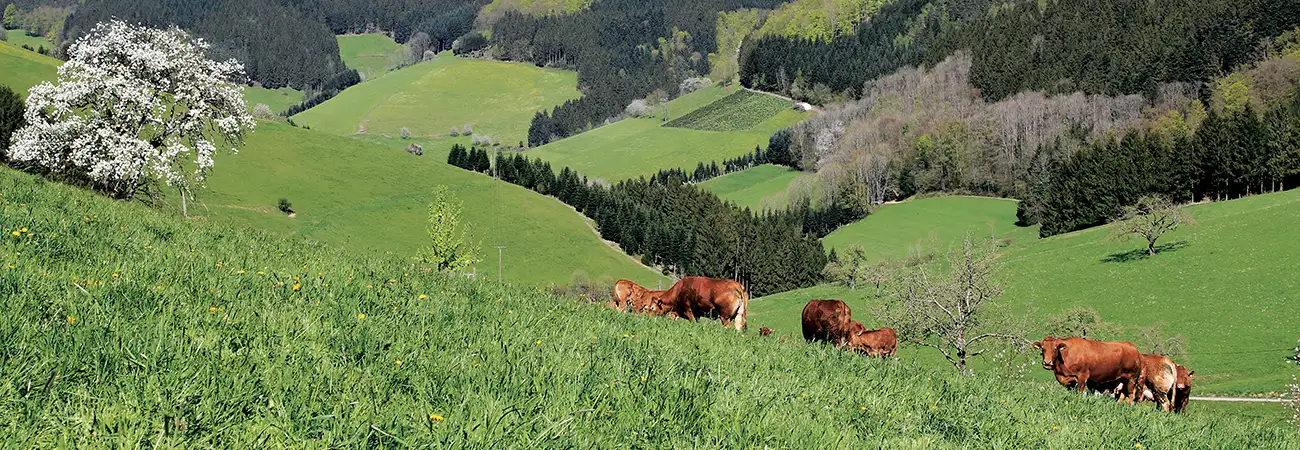 teinacher_blogbeitrag_paradies_fuer_mensch_und_kuh_heanderbild_extrablatt
