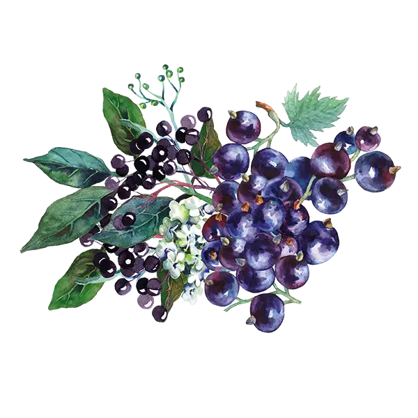 teinacher_genuss_sortiment_johannisbeere_holunder_frucht