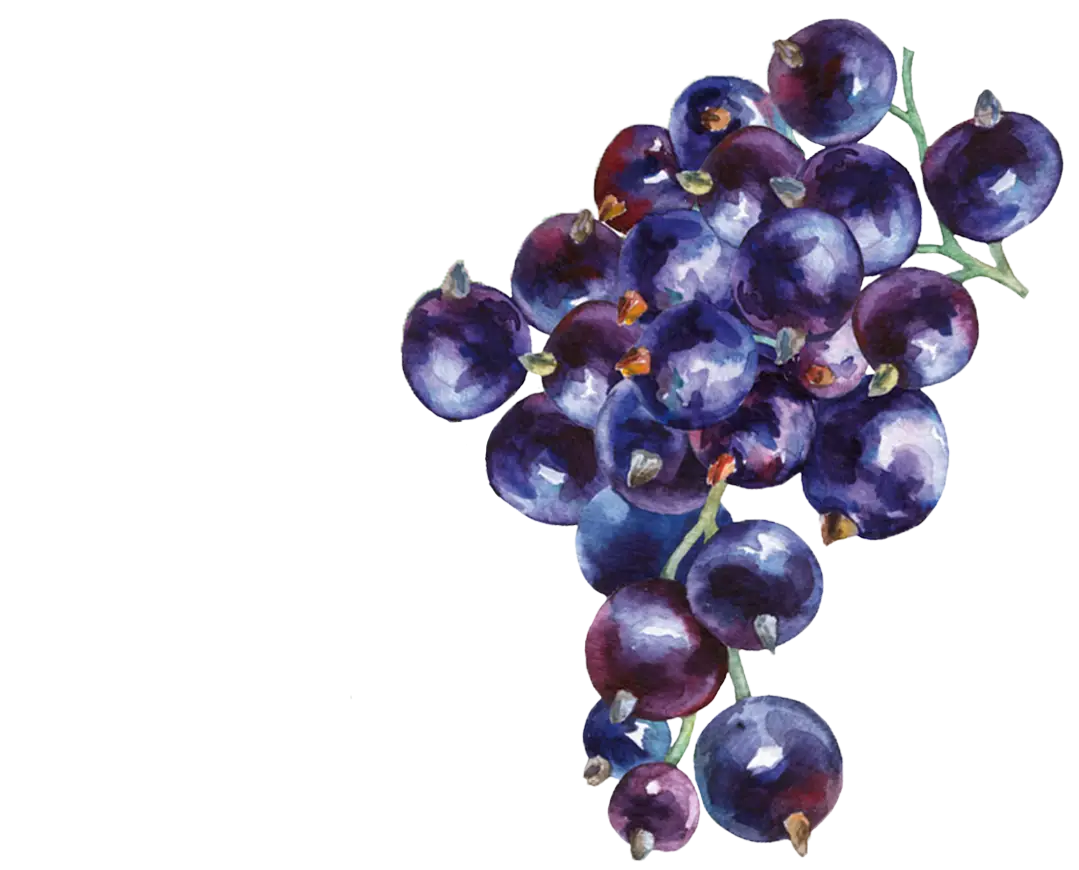 teinacher_johannisbeere_holunder_beeren