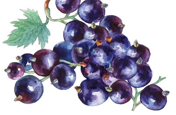 teinacher_johannisbeeren_header