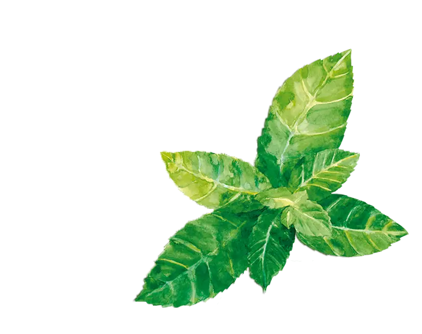 teinacher_produkt_detailseite_limette_minze_blattwerk